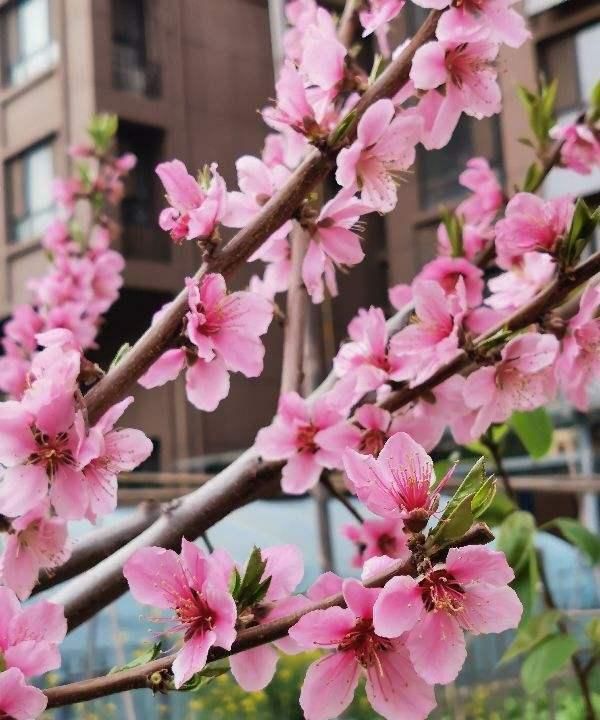 这5种花，是春天的代表性花草，种上几株，满满的春天气息