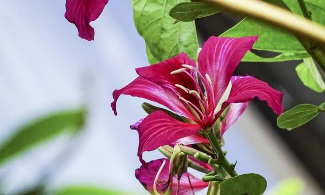 红花羊蹄甲是美丽的观赏树木，花大，紫红色，花香