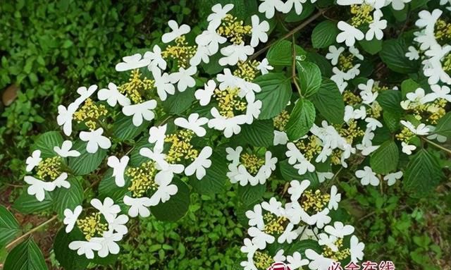 这几种观花灌木，哪个是你心目中的观花之王