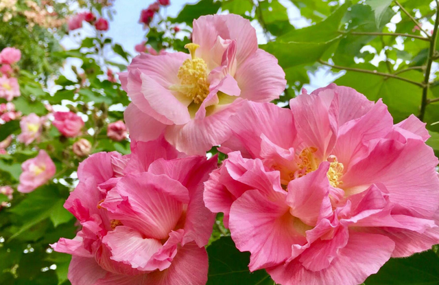 极富古典韵味的木芙蓉，开花引来全城瞩目，现在正是赏花期