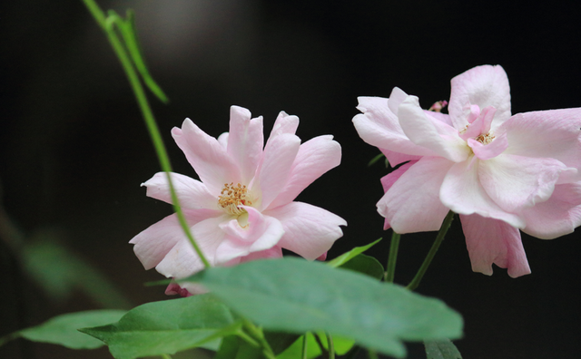 极富古典韵味的木芙蓉，开花引来全城瞩目，现在正是赏花期