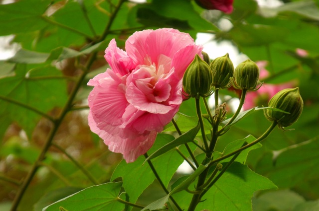 极富古典韵味的木芙蓉，开花引来全城瞩目，现在正是赏花期