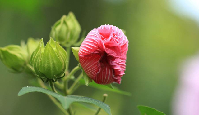 极富古典韵味的木芙蓉，开花引来全城瞩目，现在正是赏花期