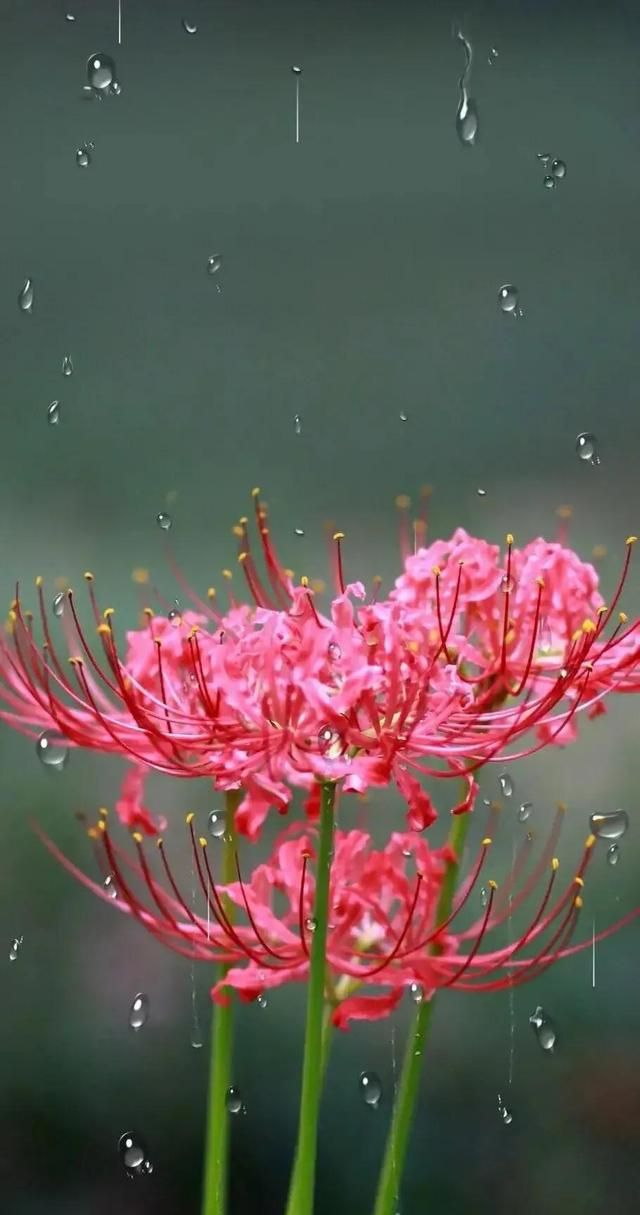 天上之花生命之花。彼岸花手机壁纸唯美图片背景图