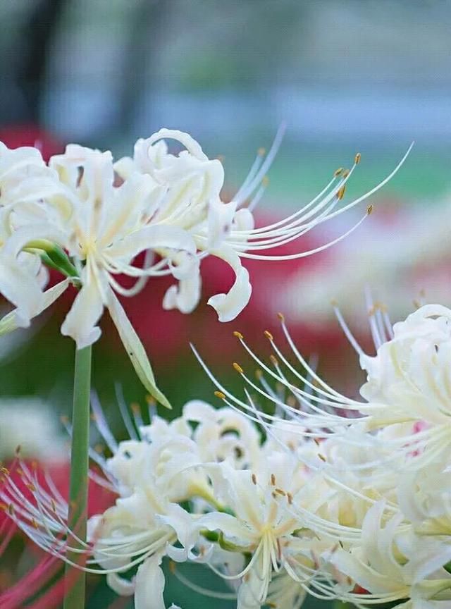 天上之花生命之花。彼岸花手机壁纸唯美图片背景图