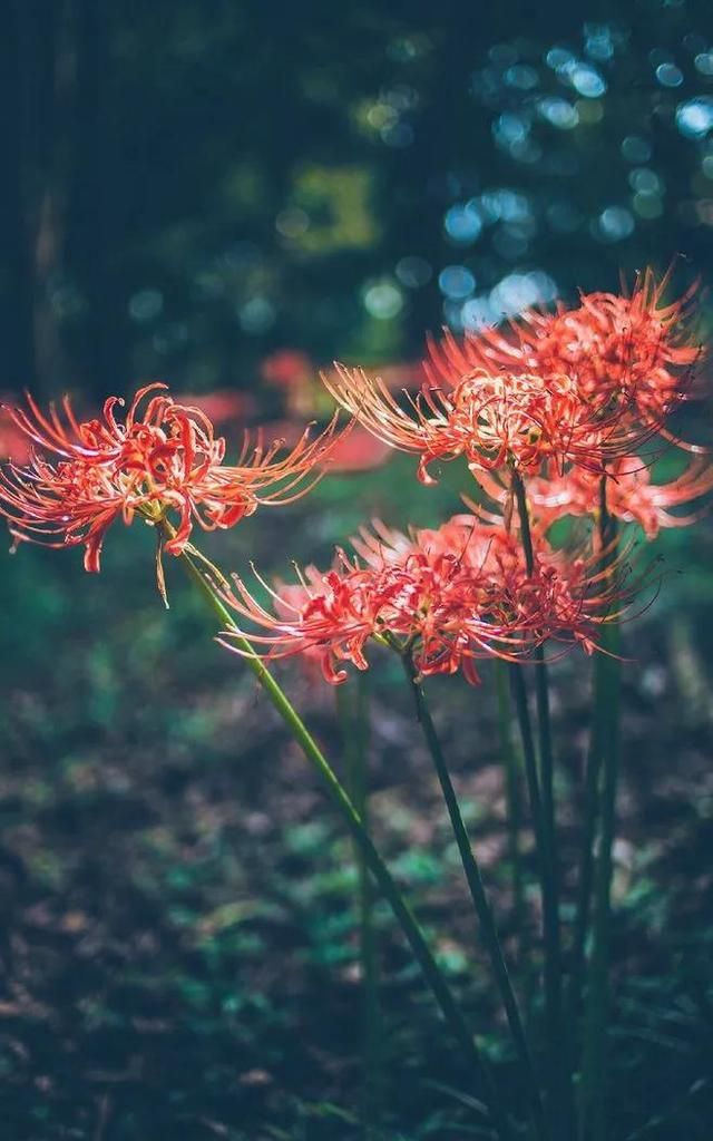 天上之花生命之花。彼岸花手机壁纸唯美图片背景图