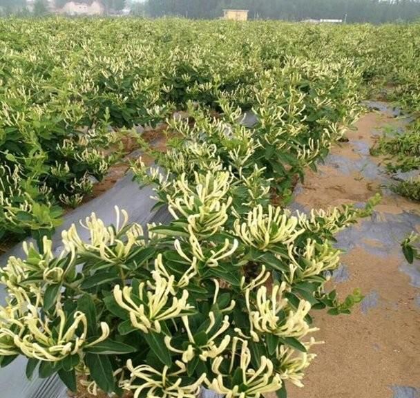 高鹏说药材：金银花种植前景依然看好