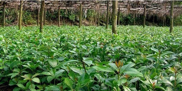 每餐都用到八角的育苗种植技术和病虫防治