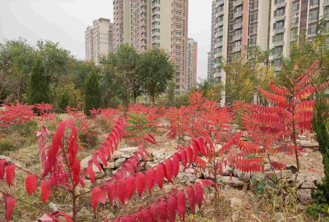 4种花，天气越冷长得越好看，叶子美得像油画