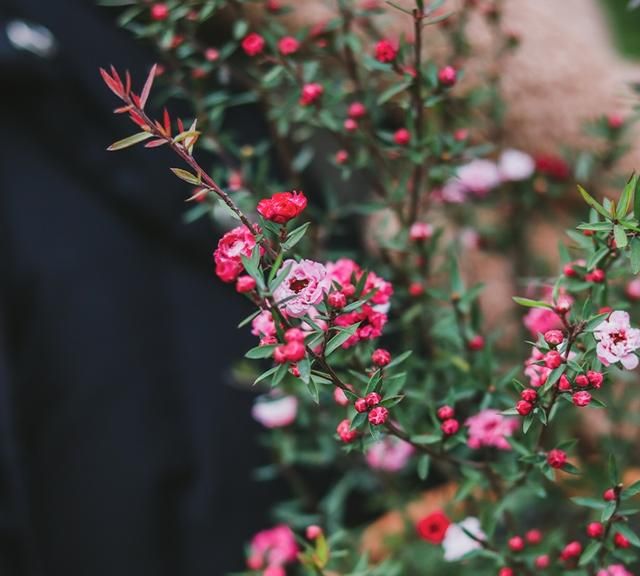 “24种”适合冬天种植的花草，现在种，来年春天花开满园