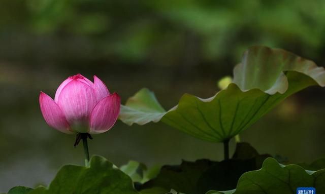 夏至荷花美