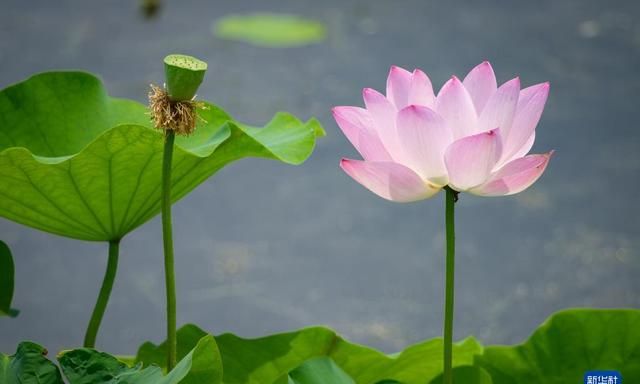 夏至荷花美