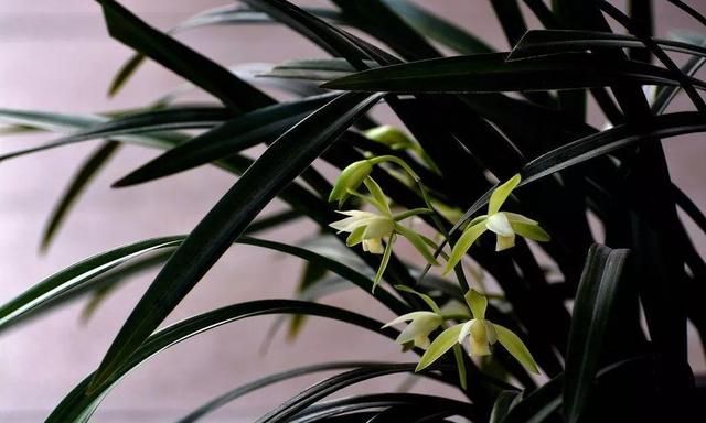 兰花最全养护要点，一年四季绿油油，开花还能香满屋