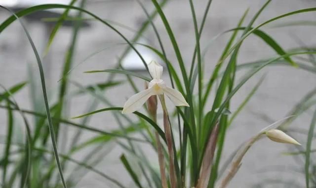 兰花最全养护要点，一年四季绿油油，开花还能香满屋