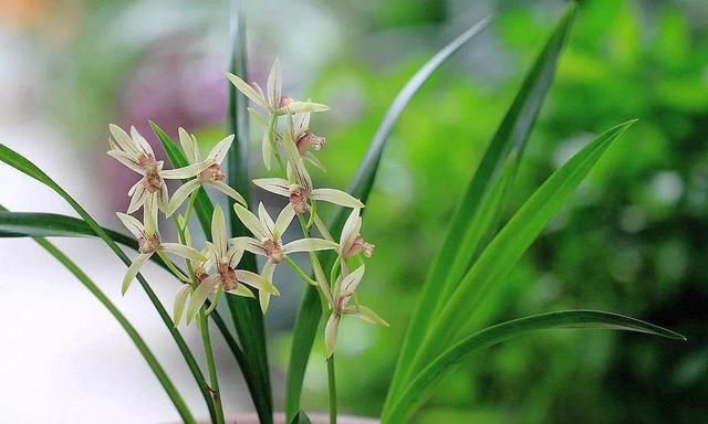 兰花最全养护要点，一年四季绿油油，开花还能香满屋