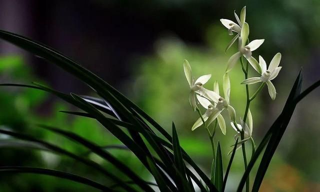 兰花最全养护要点，一年四季绿油油，开花还能香满屋