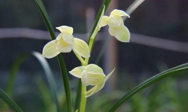 兰花最全养护要点，一年四季绿油油，开花还能香满屋