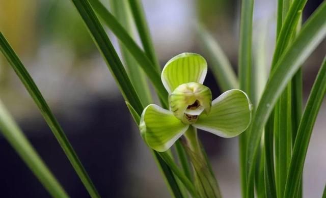 兰花最全养护要点，一年四季绿油油，开花还能香满屋