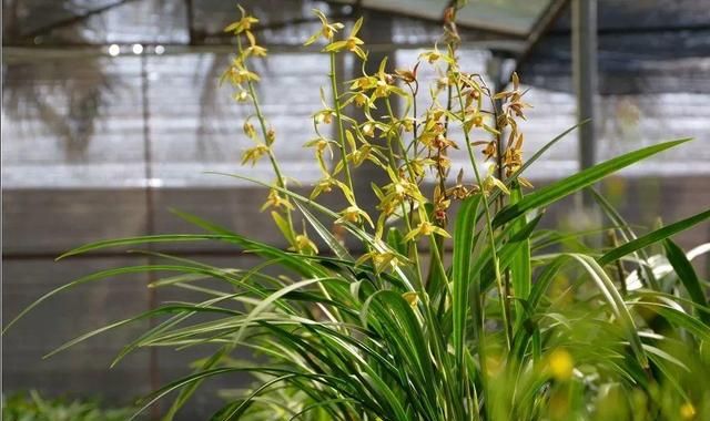 兰花最全养护要点，一年四季绿油油，开花还能香满屋