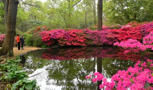 （外代一线）杜鹃花开红似火