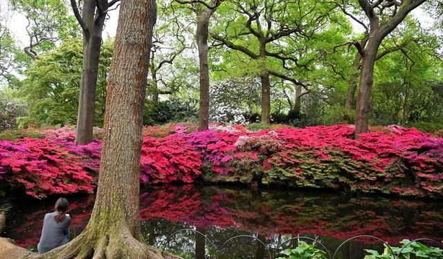 （外代一线）杜鹃花开红似火