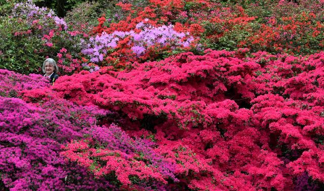 （外代一线）杜鹃花开红似火