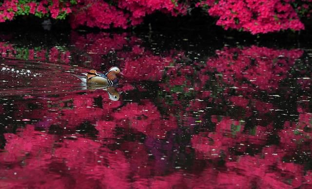 （外代一线）杜鹃花开红似火