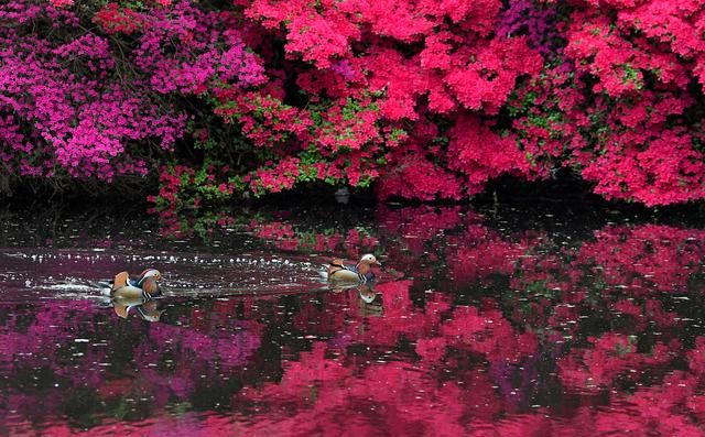 （外代一线）杜鹃花开红似火