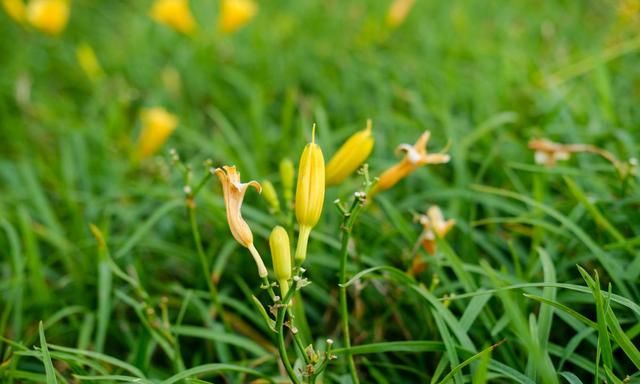 养好萱草的6个要点，早看早开花，满园萱草送妈妈