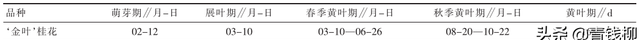 山东沂水‘金叶’桂花繁育及栽培技术研究