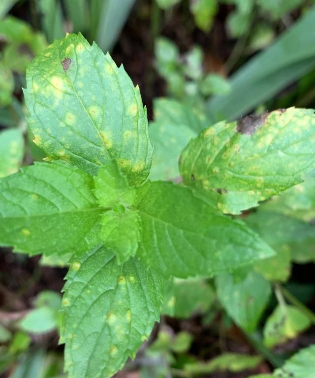 盆栽薄荷叶子莫名其妙就烂掉了，茎黑腐，茎叶枯萎，是什么情况？