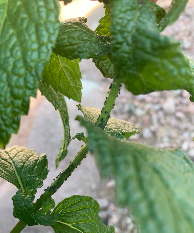 盆栽薄荷叶子莫名其妙就烂掉了，茎黑腐，茎叶枯萎，是什么情况？