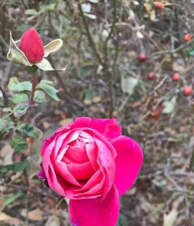 月季花什么时候开，月季花什么时候种植最好图1