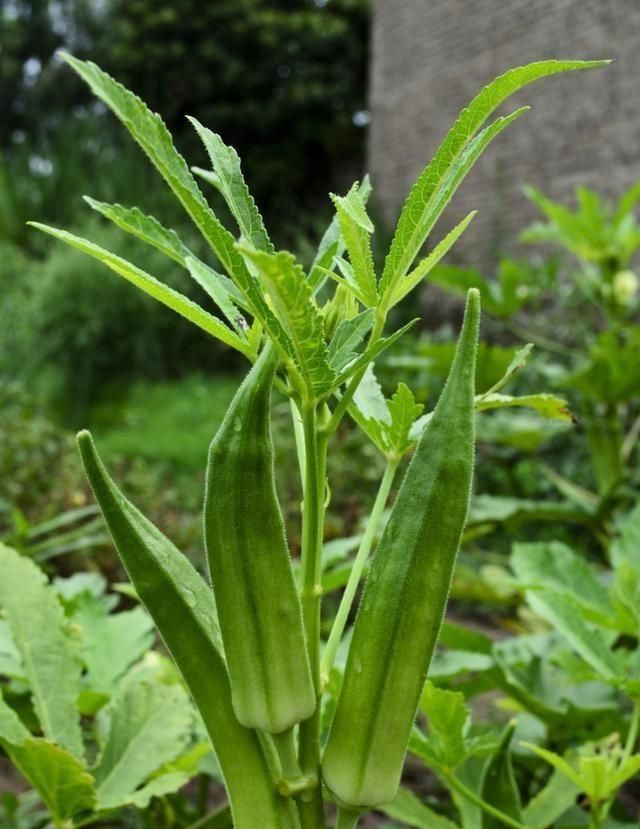 黄秋葵种植技巧，黄秋葵在什么季节种植？图2