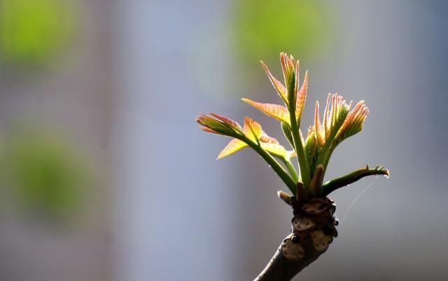 北方地区如何种植香椿，香椿树怎么种植图6