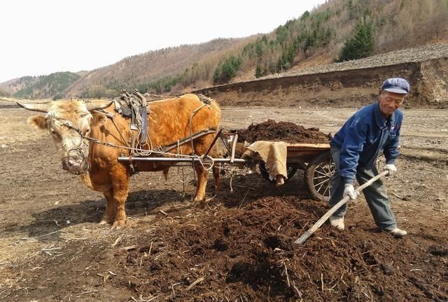 北方地区如何种植香椿，香椿树怎么种植图8