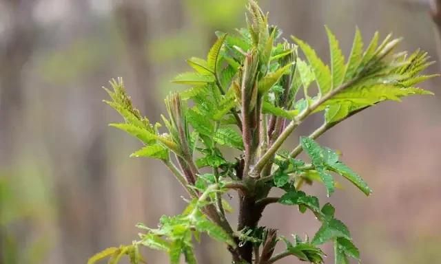 北方地区如何种植香椿，香椿树怎么种植图9