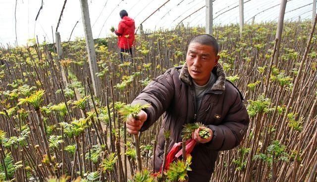 北方地区如何种植香椿，香椿树怎么种植图10