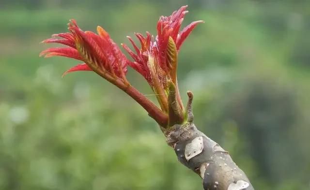 北方地区如何种植香椿，香椿树怎么种植图11