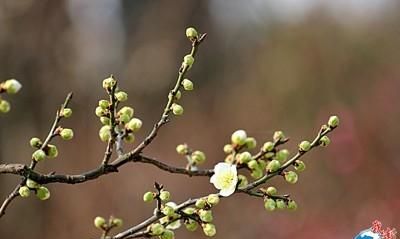 上海的市花是什么，南京的市花是什么花图1