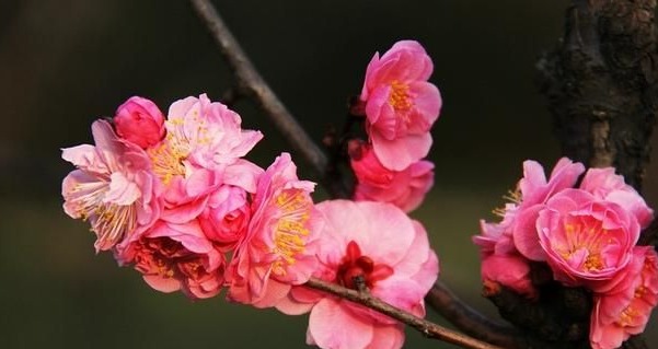 上海的市花是什么，南京的市花是什么花图3