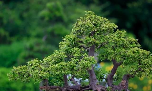 黑骨茶盆景，黑骨茶盆栽怎么养图15