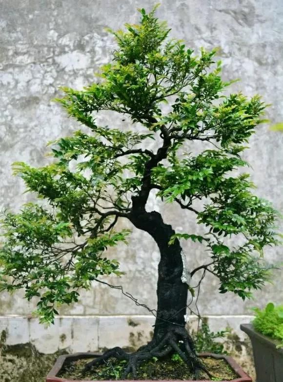 黑骨茶盆景，黑骨茶盆栽怎么养图16