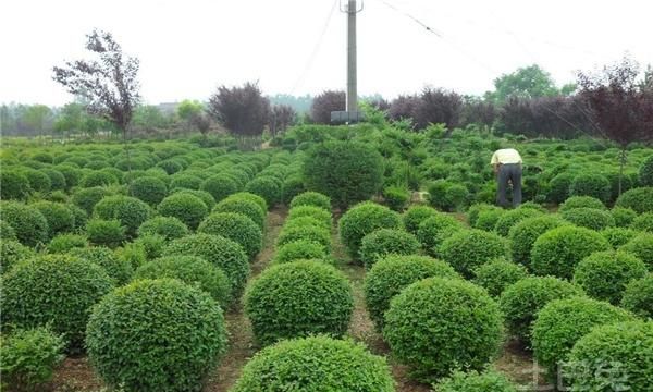 现在什么苗木种植前景好，传统的特色优良苗木有哪些？图4