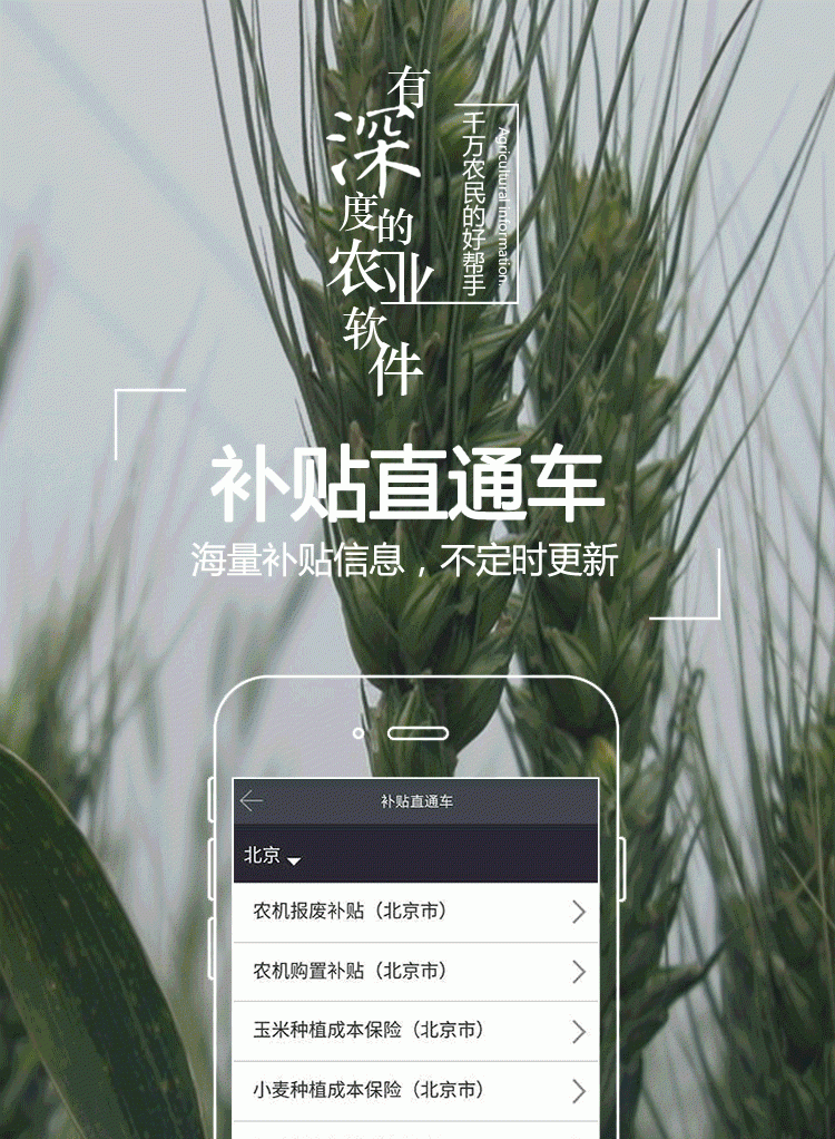 如何种植大蒜？田间要和什么植物轮流种植才能防止病虫害？图5