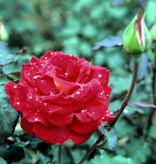 情人节鲜花预订，七夕情人节鲜花图片图6