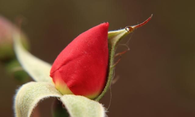 月季花的养殖方法，盆栽月季花如何养殖图1