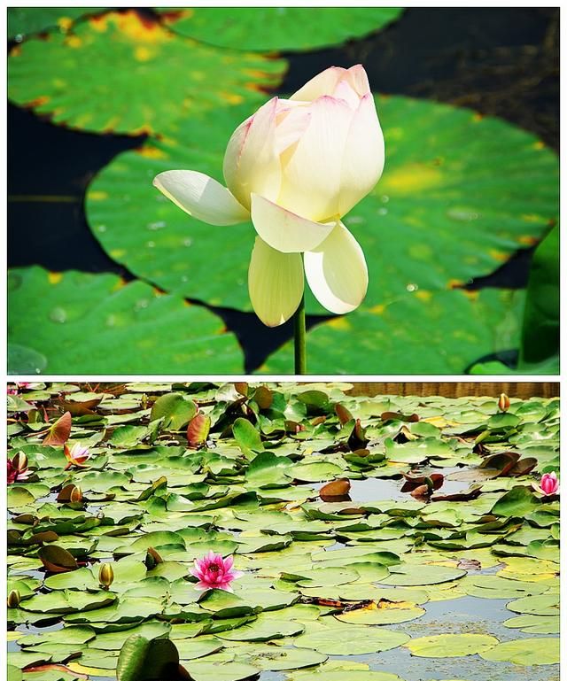 什么季节去上海鲜花港参观最好呢图5