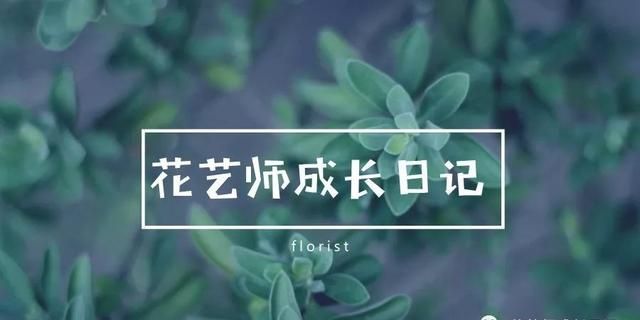 花语导购｜不同颜色百合花的花语大全