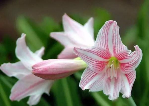 花语导购｜不同颜色百合花的花语大全